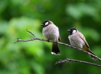 Ničenie vtáčích hniezd nie je riešením. Ako v meste chrániť lastovičky a belorítky?