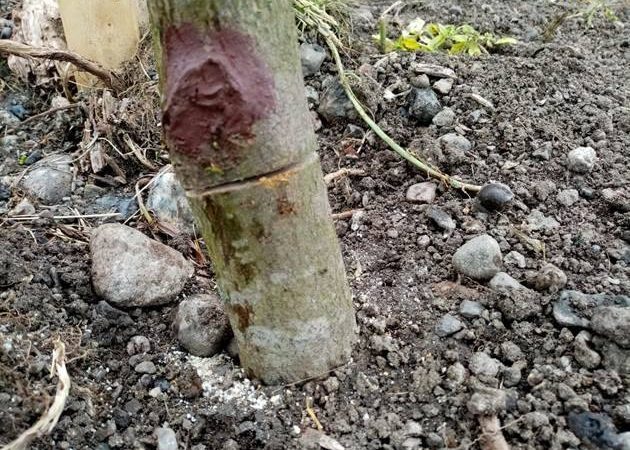 Neznámy vandal úmyselne poškodil novovysadené stromy na Nábreží v Liptovskom Mikuláši