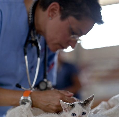 V utorok sa v Rajeckých Tepliciach vykoná povinná vakcinácia psov a mačiek