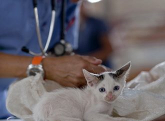 V Krásne nad Kysucou sa v sobotu vykoná očkovanie psov a mačiek proti besnote