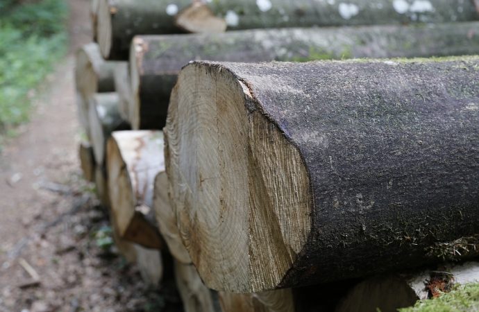 V Žiline prebieha výrub odumretých stromov