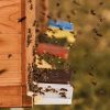 Včielka medonosná– fotografická súťaž pre deti a dospelých
