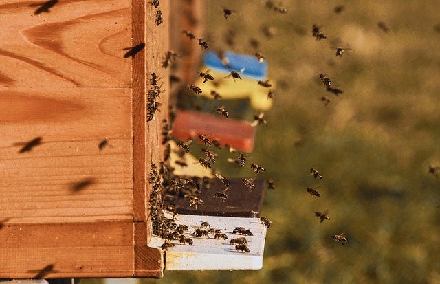 Veterinárna správa zistila výskyt moru včelieho plodu, vyhlásila ochranné pásma