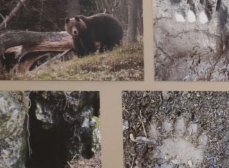 V Dome UNESCO Vlkolínec nájdete výstavu “Po medvedích stopách”