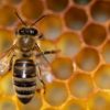 Mesto Turany informuje o likvidácii pozitívnych včelstiev