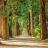 Mesto Žilina plánuje výsadbu nových stromov, dreviny v zlom zdravotnom stave odstráni