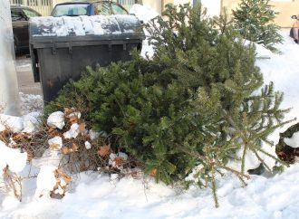 Mesto Rajec zabezpečí odvoz použitých vianočných stromčekov