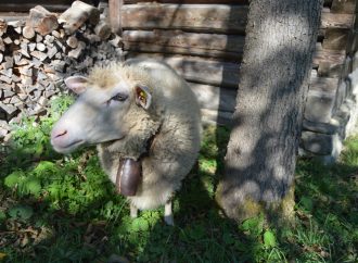 Otvorenie pastierskej sezóny v Múzeu kysuckej dediny