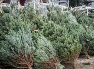 Mesto Dolný Kubín zabezpečí odvoz živých vianočných stromčekov, zber začne 10. januára