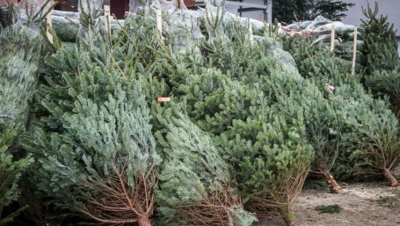 Mesto Dolný Kubín zabezpečí odvoz živých vianočných stromčekov, zber začne 10. januára