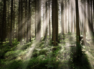 Suché stromy z Lesoparku Chrasť zmiznú, dôvodom je ochrana návštevníkov